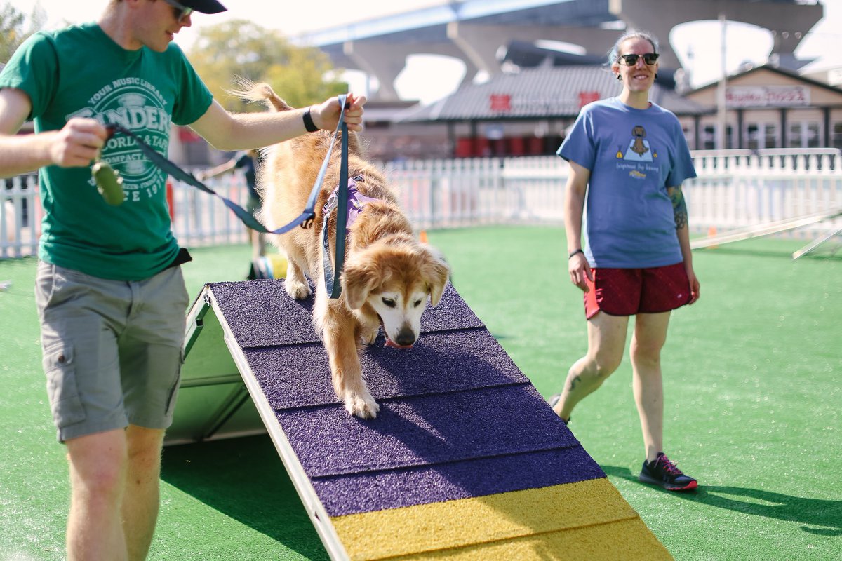 stellaandchewys's tweet photo. We had a great time at PetFest over the weekend! #dogsofmilwaukee https://t.co/K0mIlo19Tt