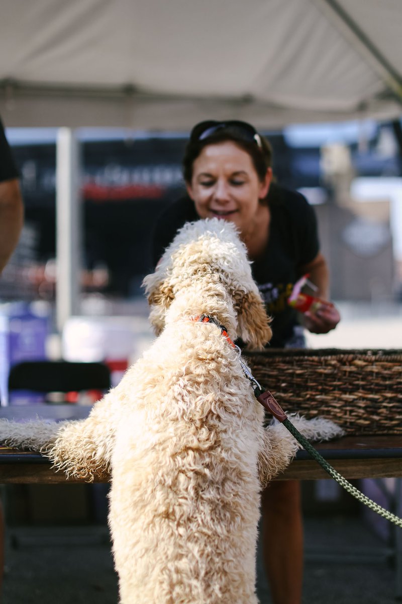stellaandchewys's tweet photo. We had a great time at PetFest over the weekend! #dogsofmilwaukee https://t.co/K0mIlo19Tt