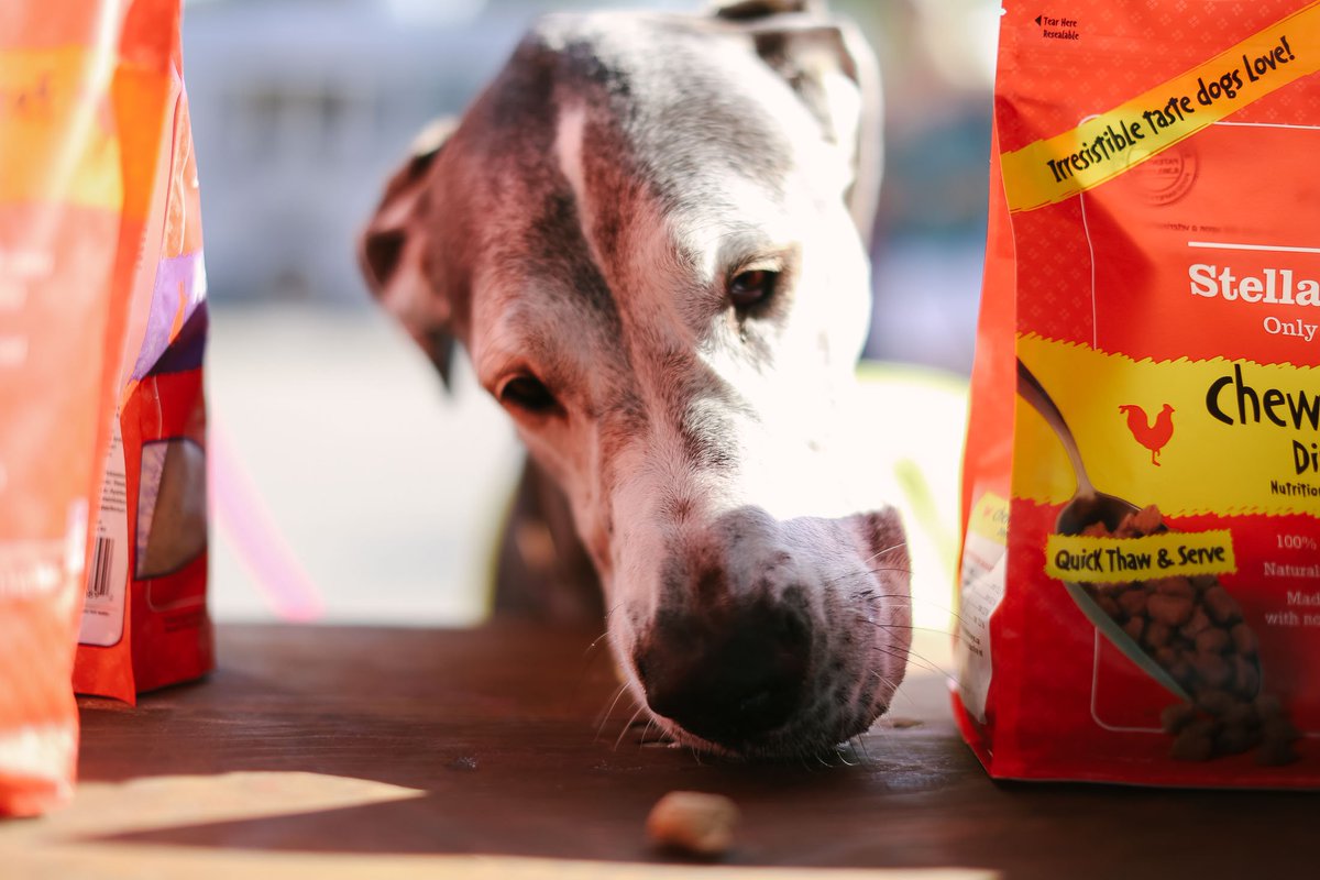 stellaandchewys's tweet photo. We had a great time at PetFest over the weekend! #dogsofmilwaukee https://t.co/K0mIlo19Tt