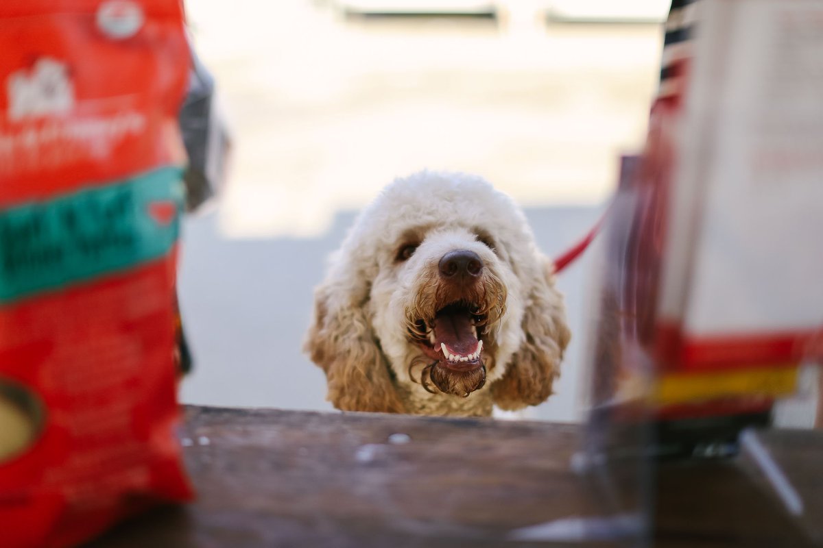 stellaandchewys's tweet photo. We had a great time at PetFest over the weekend! #dogsofmilwaukee https://t.co/K0mIlo19Tt