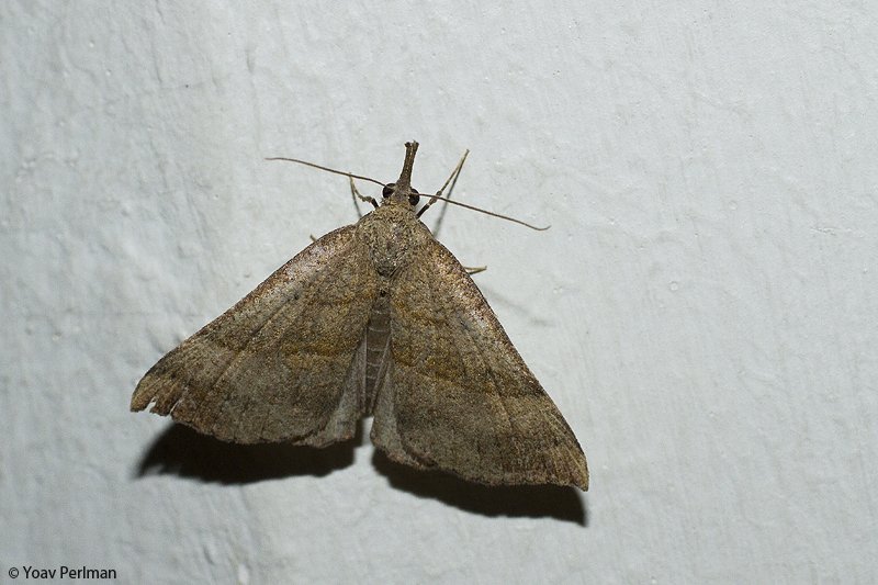 yoavperlman's tweet photo. Keep 'em coming. The Snout #bathroommoth #roomtempmoth #teammoth #Norwich @britishmoths https://t.co/hOZSJZPI3V