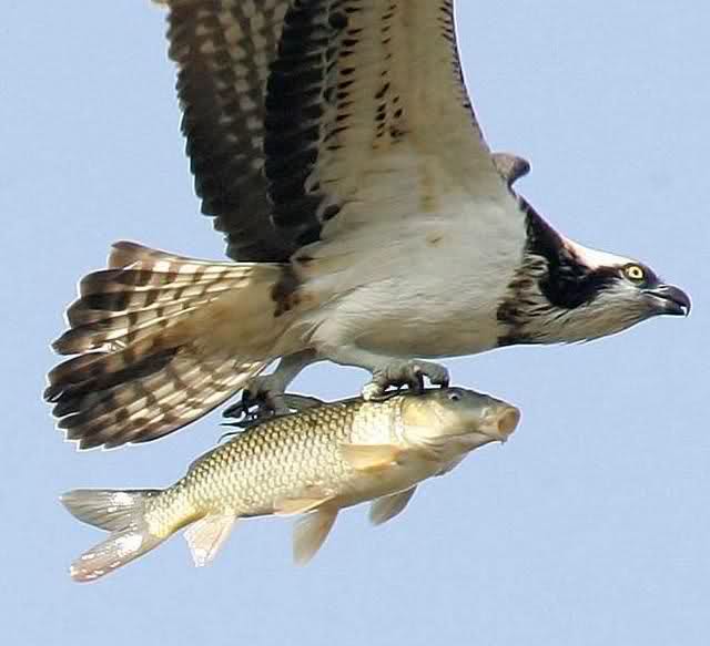 Birds Birds