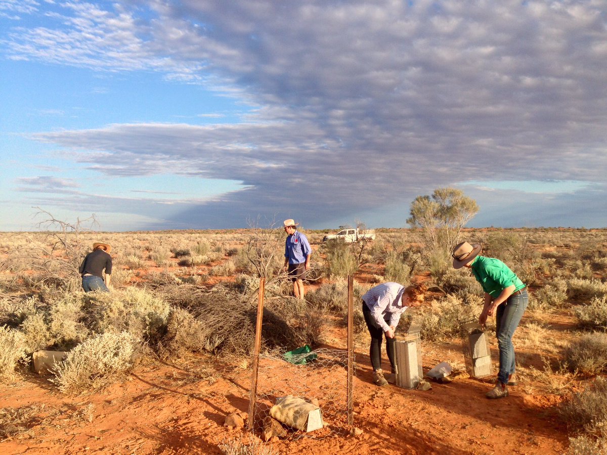 Australia's field ecologists are some of our hardest workers getting up early, Elliot trapping, doing their best fighting #extinction Ping