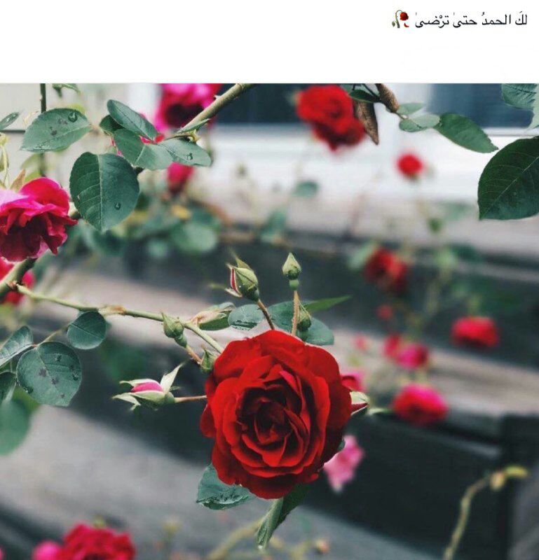 • I still dream despite the conflict of time,"MA
• مَا زلتُ رغمْ صَراع الزمَان أحلمُ ، 💛'
