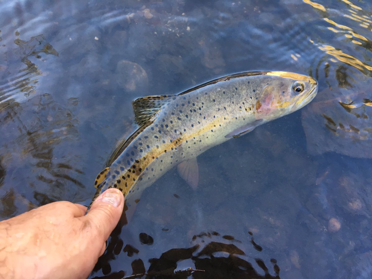 Salvaging Native Yellowstone cutthroat trout from Cottonwood creek today.