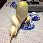 ただの野菜なのに取引してる気にｗ規格外の大根のフォルムが逸脱すぎる件!