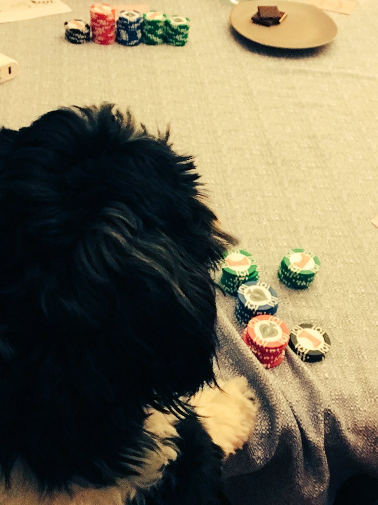 DPPNuit's tweet photo. @nuitblancheTO @TorontoStar Come play a hand at Alex Wilson Park on Richmond! #nbto17 #dogsplayingpoker https://t.co/QHGt3gSwb1