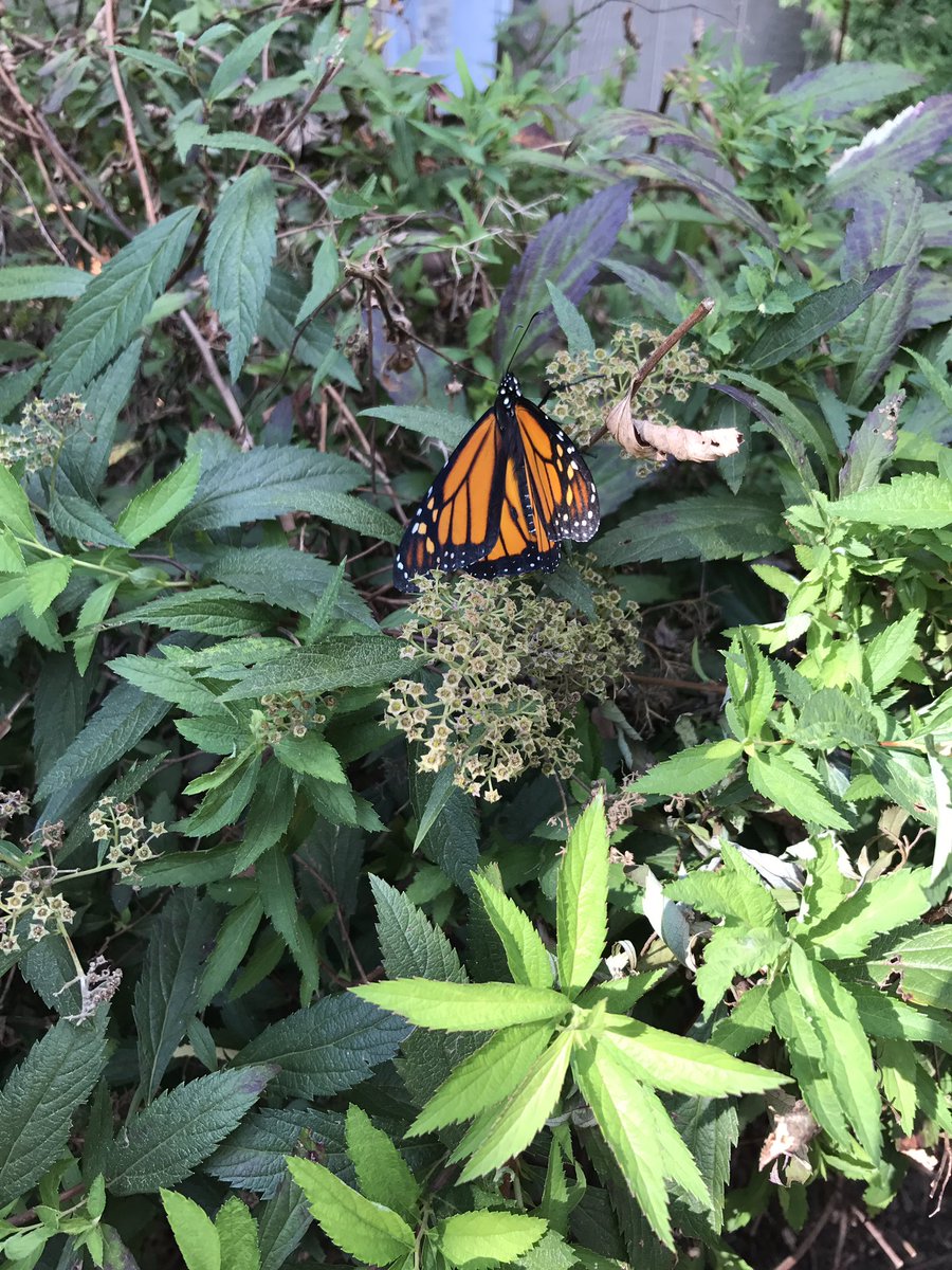 P2Greco's tweet photo. @NatureworksCT  P2 released our first 2 monarchs today! Safe travels to Mexico! #RSD13ct #LymanR13 https://t.co/pOaMl1cjRo