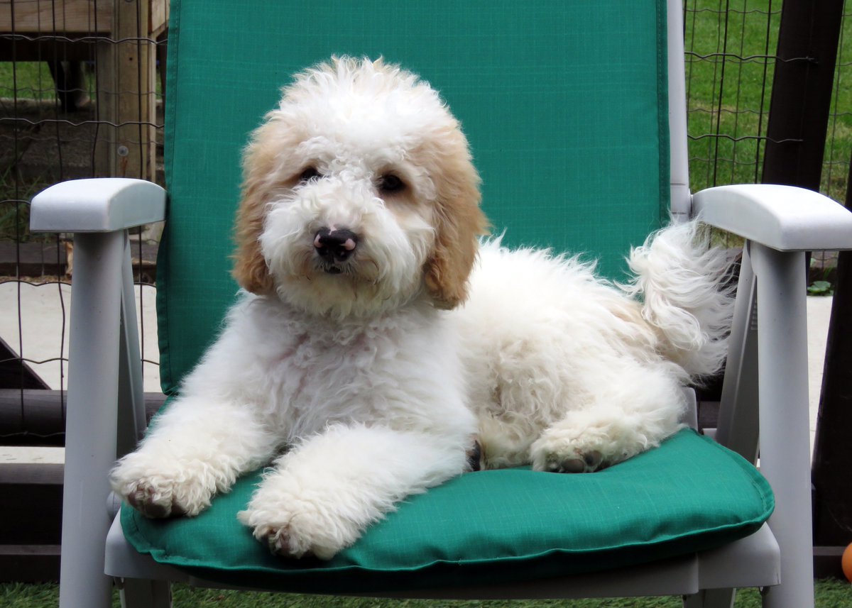 canadoodle australian labradoodles