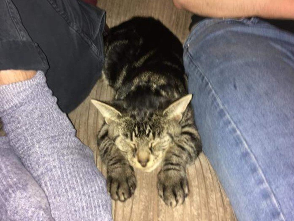 LinasCatRescue's tweet photo. New in rescue this week 1 year old tabby tom Morty https://t.co/iI0wbk0Nbf