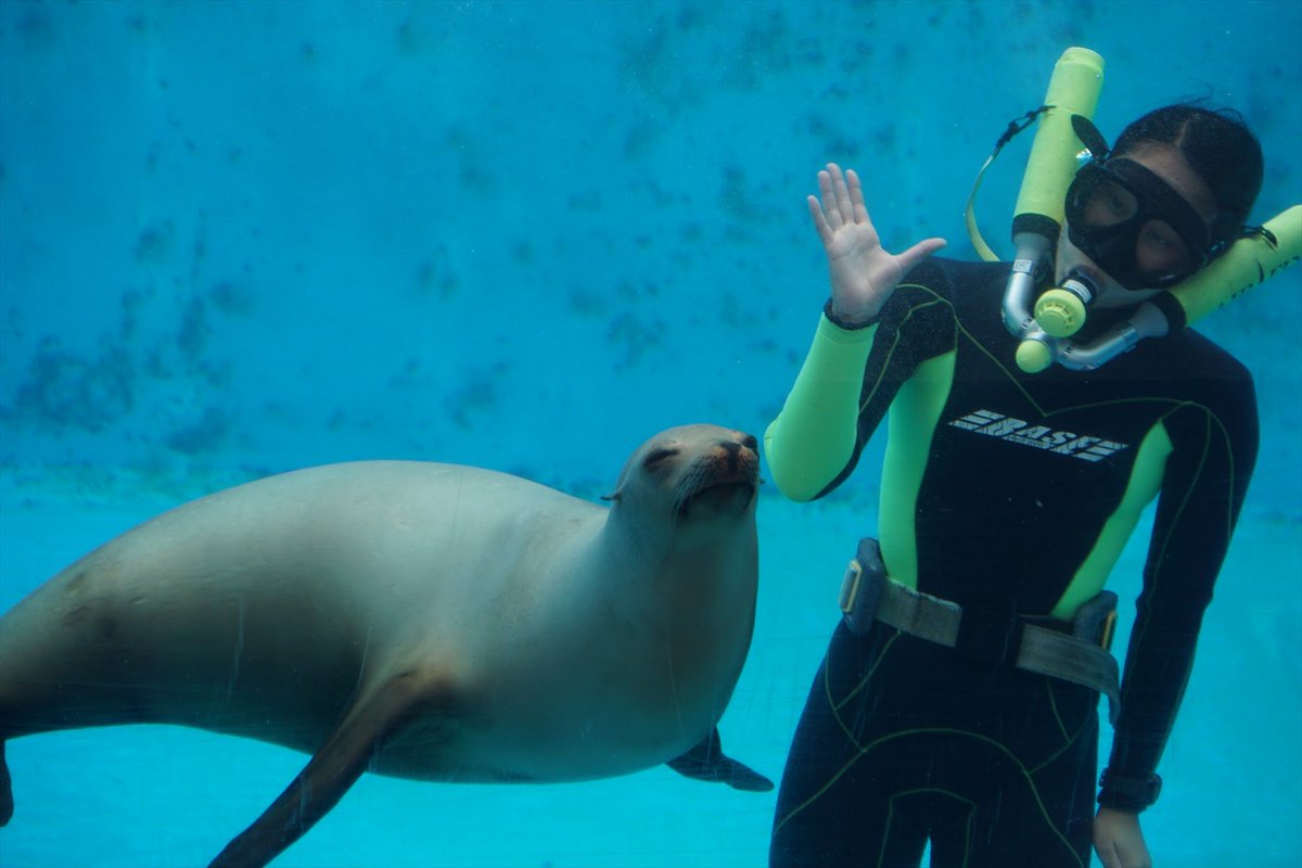 下田海中水族館といえばアシカの水中ショー。 #アシカ #下田海中水族館, image size:1200x800