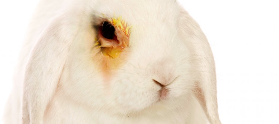 Which companies and brands STILL test on animals?

You might be surprised: animalsaustralia.org/features/anima… #EndAnimalTesting #CosmeticTesting