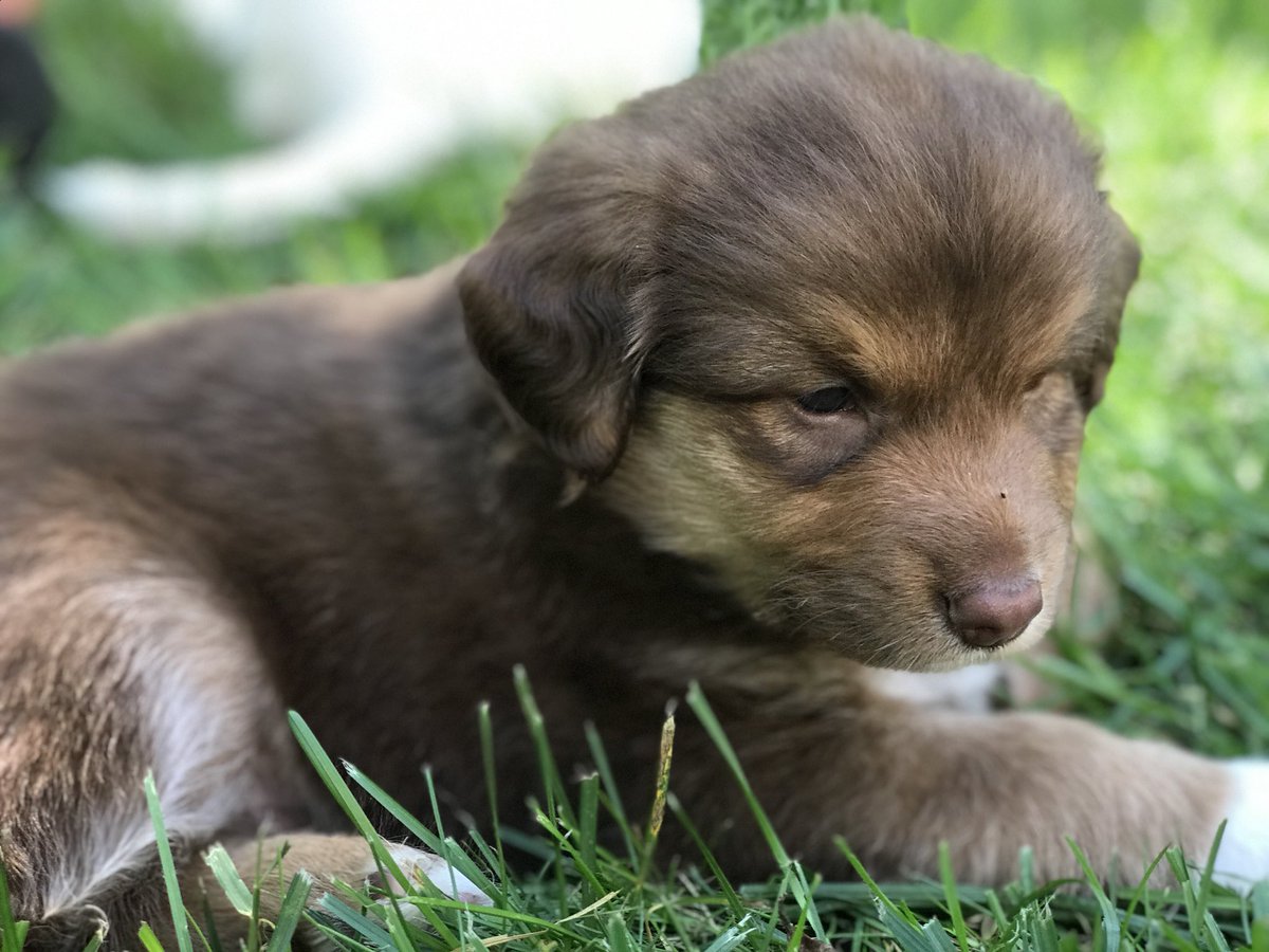 AnnadallyzM's tweet photo. The new addition to my young family. Everyone welcome Mickey Marquez 🐶💙 #puppy #bordercollie #5weeksold #Eclipsebaby https://t.co/W3QXyR1NvL