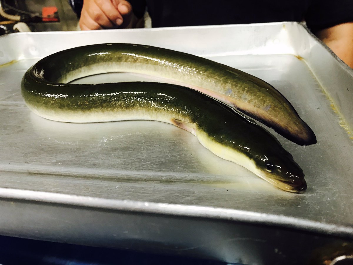 亀戸天神 鰻屋八べえ 久しぶりの更新です 先日仕入れた旧江戸川の河口でとれた天然の青うなぎです 全体的に薄緑がかっていて存在感がありました 焼いているときの脂の滴りようが青うなぎらしい豪快さで 見てるうちにおながが空いてきてしまいました