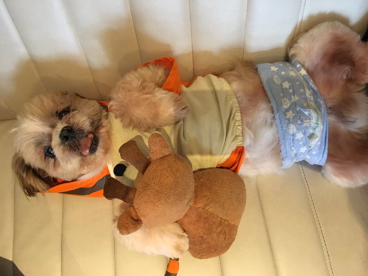 保護犬カフェ 鶴橋店 Pa Twitter O次郎じいちゃん ヘソ天しておねんね中 お人形さん抱っこして 寝るo次郎は 赤ちゃんみたいで可愛いなぁ 里親募集中 保護犬カフェ鶴橋店 シーズー おじいちゃん 老犬