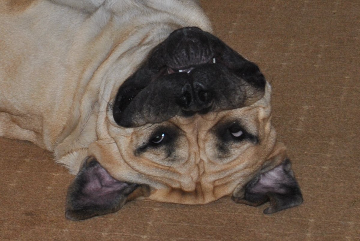 aidclark65's tweet photo. New Breed of Hound - a BAT DOG !    My best Pal Maxwell https://t.co/D9BfW3VV0Q