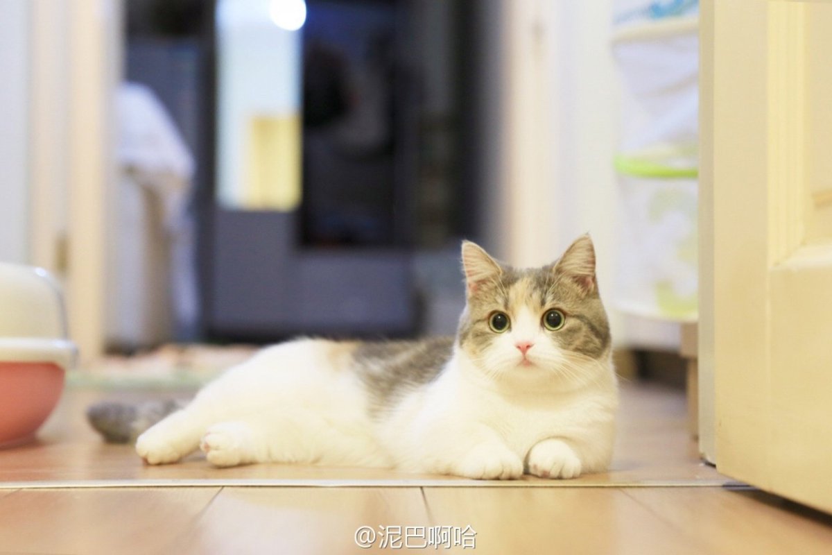 BlackPoloDress's tweet photo. 돈을 아껴써야 한다고 이새x야!! 로 알려진 냥이 다른 컷들 https://t.co/VDXvjzHDZT