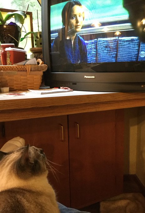 Stella watching catching fire with me. https://t.co/m1cTQxfrBT<a href="/tag/thebigleap"class="tags"><span>#thebigleap</span></a>