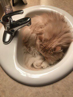 JustMeDarlaT's tweet photo. It feels like 40 degrees with the humidity, so Chester is combining a cool place to nap with easy access to hydration https://t.co/PfJFll1pcM