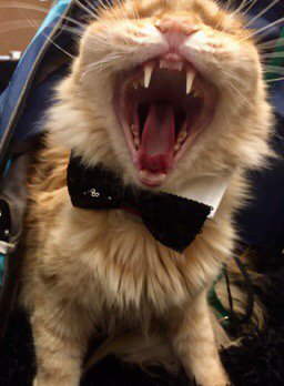 Annimallover's tweet photo. Samson thinks that being at the #WIPIN conference is tiring! #catsoftwitter https://t.co/UBe8oSYVwb