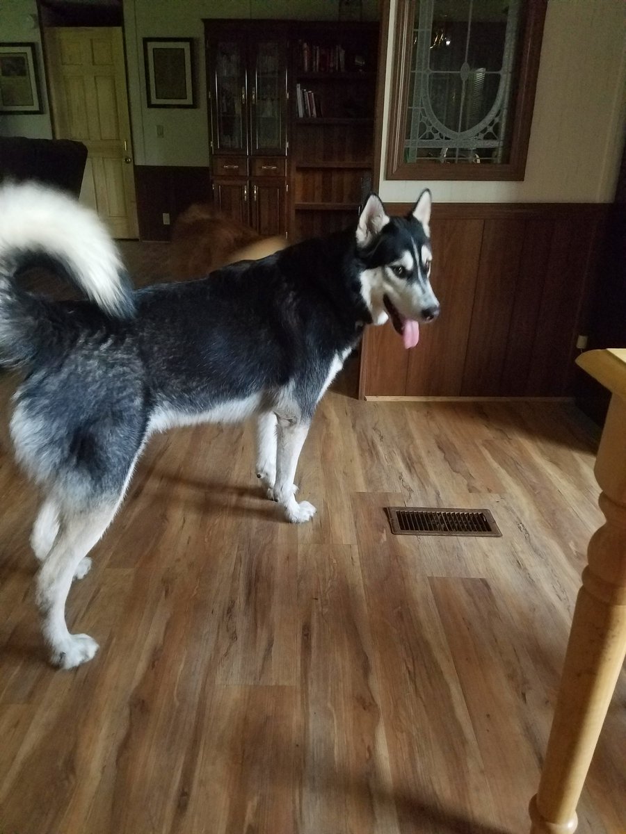 Sam, our big beautiful boy. 
#BlessedAndGrateful #huskylove #countrylife
