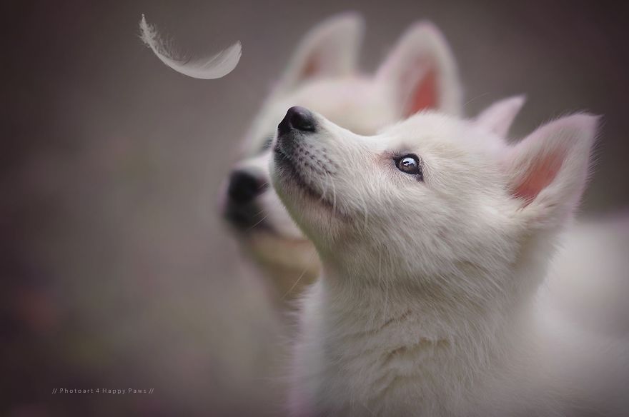 quitoreggae's tweet photo. #AnneGeier #BienestarAnimal #FotoDelDia @Expomascotas593 https://t.co/MT1304dV43