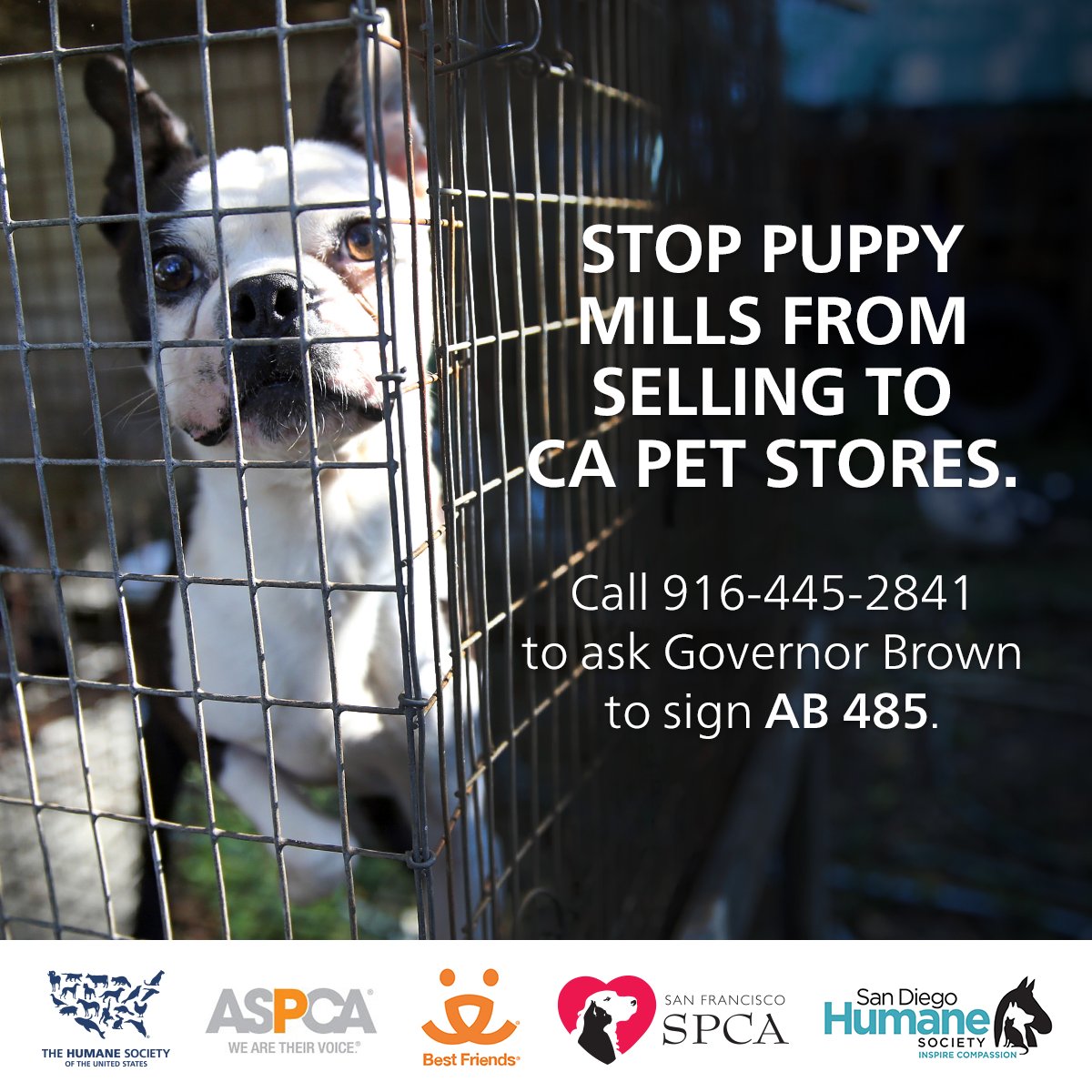 Aspca California Take A Stand Against Puppy Mill Cruelty Tell Jerrybrowngov To Sign Ab485 T Co M5mmoigyfq Aspca California Take A Stand Against Puppy Mill Cruelty Tell Jerrybrowngov To Sign Ab485 T Co M5mmoigyfq