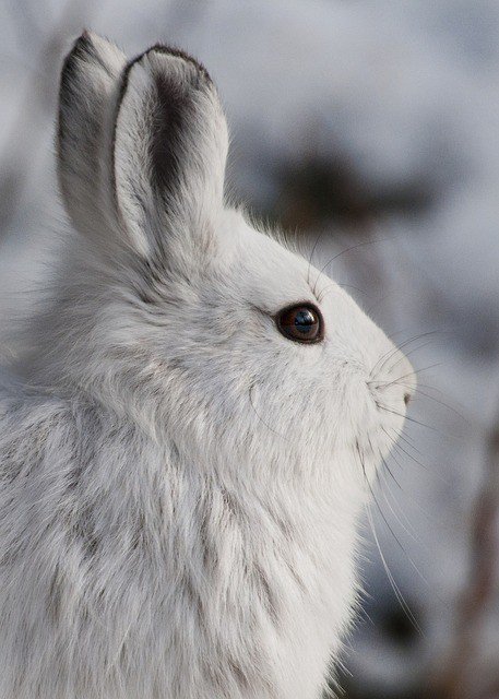 HappyManes8's tweet photo. Photo By skeeze | Pixabay 
 #snowshoehare #rabbit #wildlife #rabbitstale #rabbitsoftheday #rabbitstyle https://t.co/lNkhlKcoM8