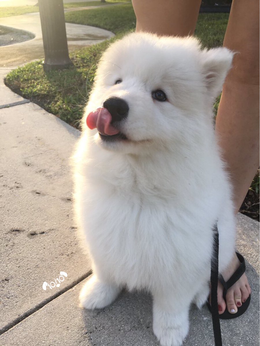dog_rates's tweet photo. This is Alika. She’s a Cumulus Floofalus. Very rare. Only a few remain in the wild. Seen here mid mlem. 13/10 would pet in disbelief https://t.co/f4OmWICuKi