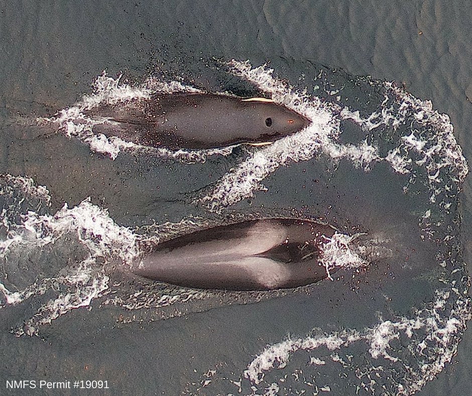 PrairieOrca's tweet photo. Do what you can. Please share. #SaveSRKW #SRKW #Blackfish #J52 #Sonic #SouthernResidents #NoFishNoBlackfish
https://t.co/hKz6n3C4Qj https://t.co/QLbeyx8zPf