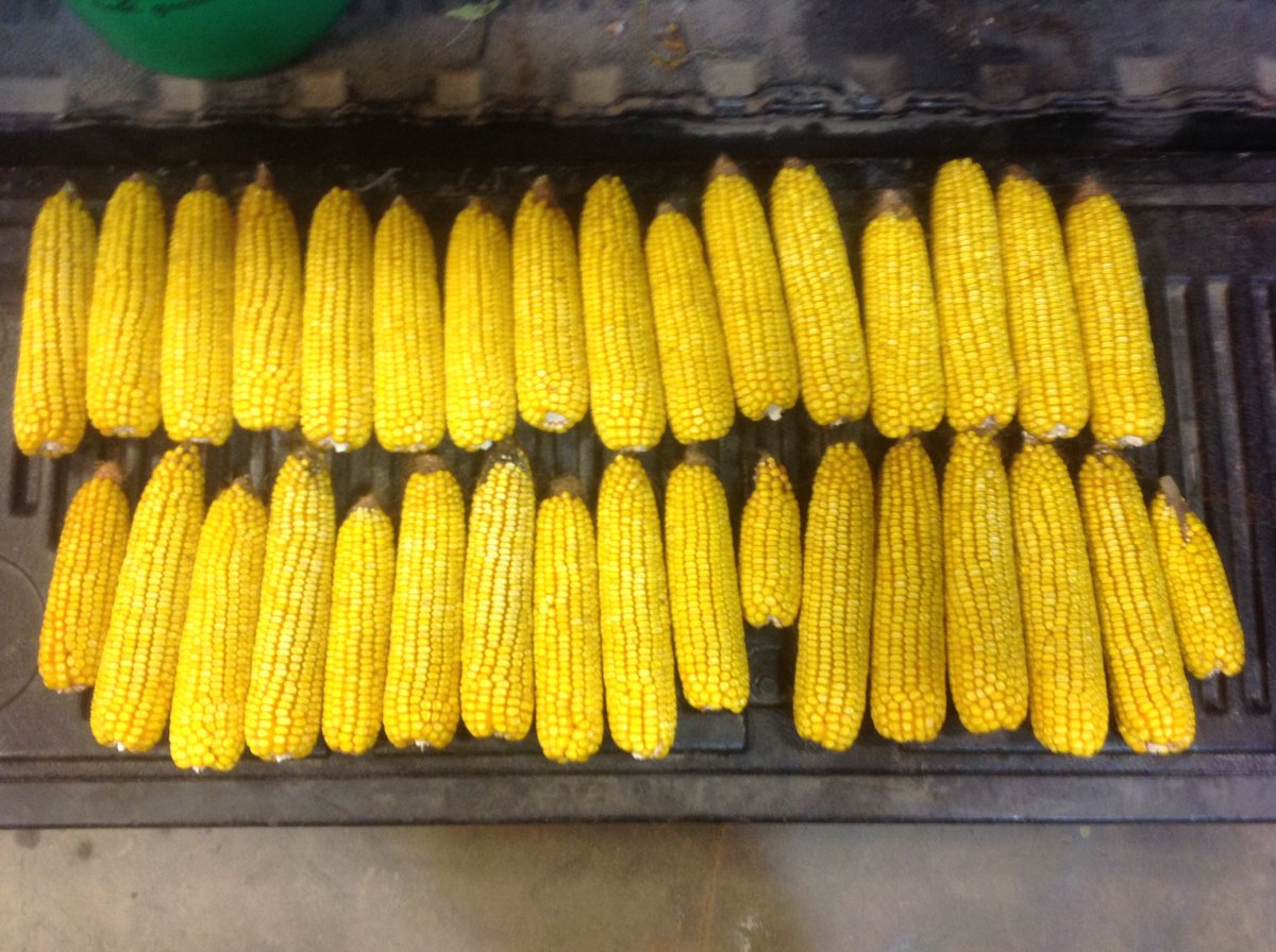 JerryKreuziger's tweet photo. 1/1000th of an acre of #DKC53_58 - 32,000 plants(1 double) 332.6 g/plant or 11.73 oz @ 32.9%=moisture corrected 279.5 bu/acre #dodgecountyWI https://t.co/io3HXHo1Gs
