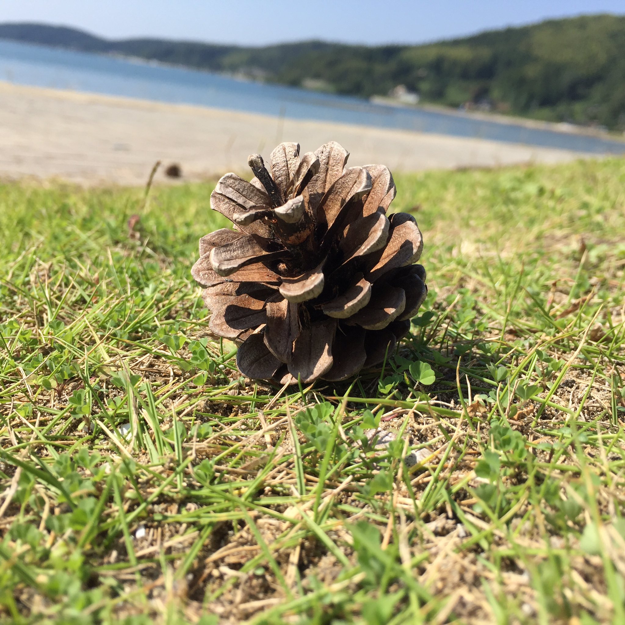 ペンション Il Pino イル ピーノ 空と山と海と松ぼっくり Il Pino はイタリア語で 松 の意味です 英語だと The Pine マリンパーク 松ぼっくり 空と海と山 石川県 七尾市 能登島 能登 素泊まり ペンション Ilpino T Co