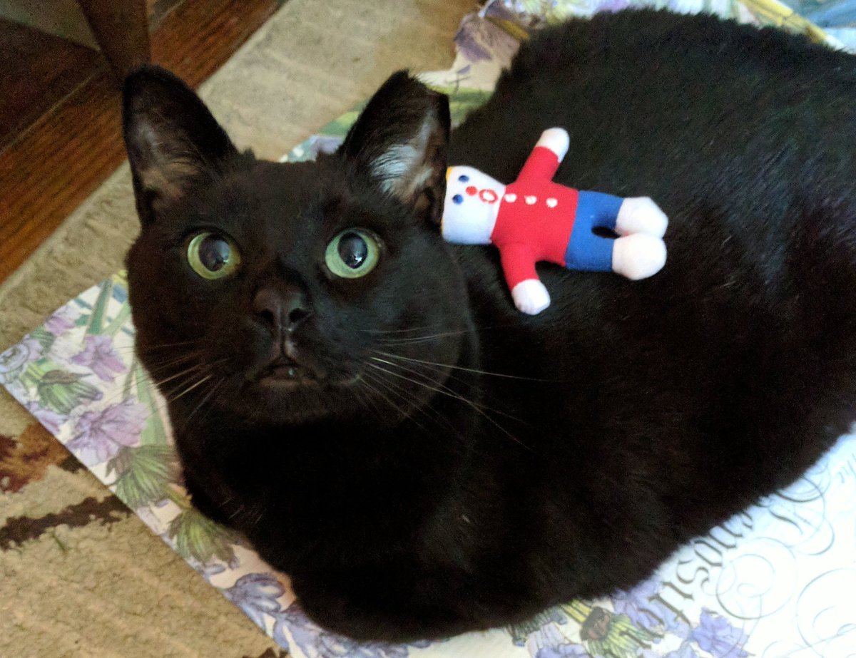 FrancoPants's tweet photo. Ohhh noooo Mr. Bill! 
#SNL #CatsOfTwitter #TNR #Francopants https://t.co/xnaGQ1mq5e