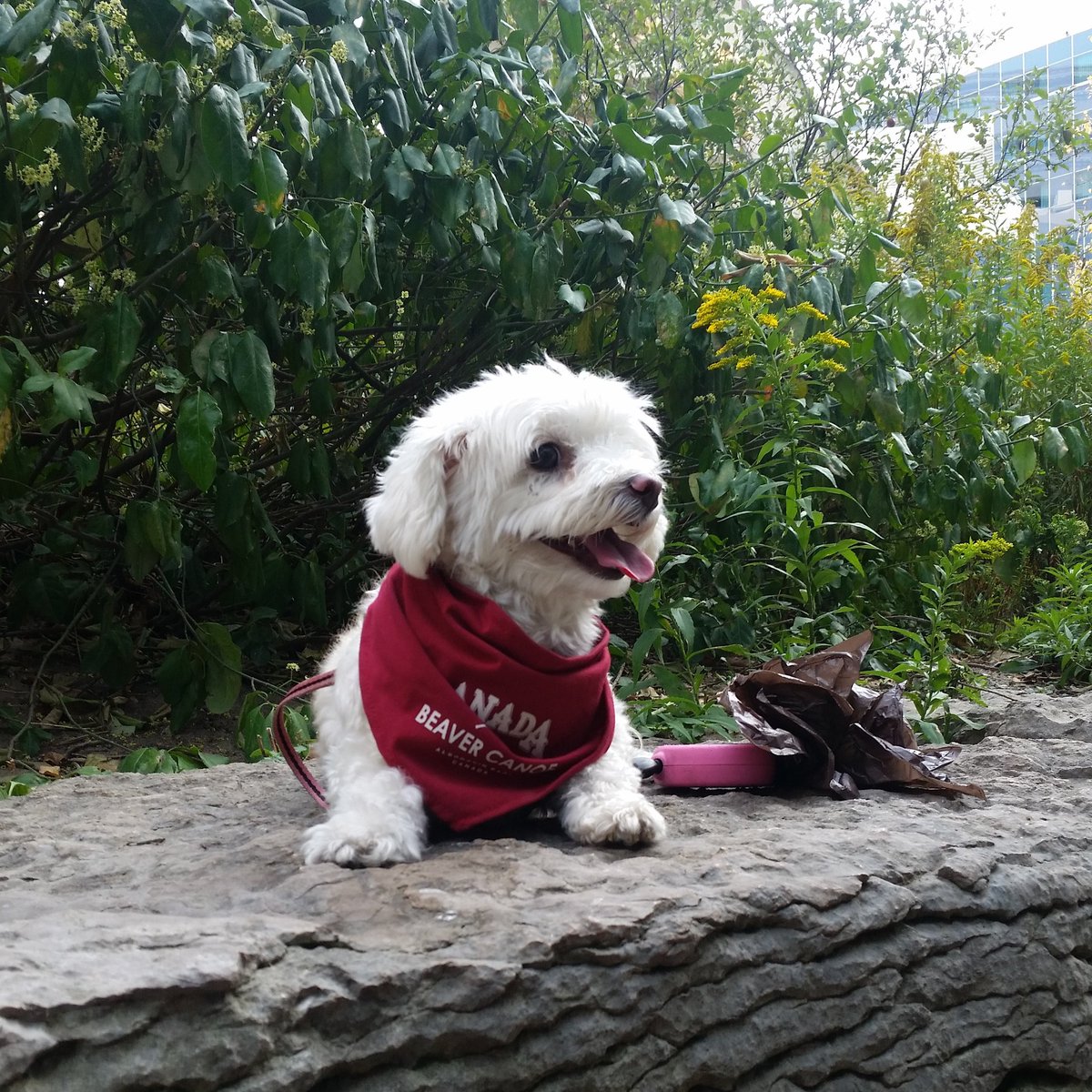 ladydaisydog's tweet photo. Phew it sure was hot today 😥😎🐶https://t.co/TDtQo3uWMQ ♡♡♡♡♡♡♡♡♡♡♡♡♡♡♡♡♡♡♡♡♡♡♡♡♡♡#LastDayofSummer #sunnyday #dogsoftwitter #dogsofinstagram https://t.co/RzTOUMX1qJ