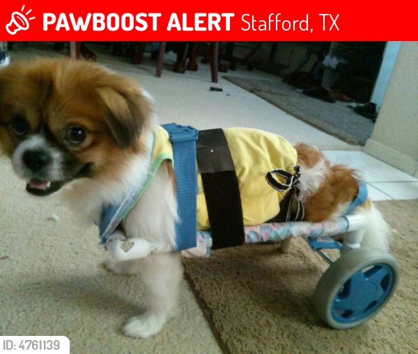 HarveyLostPets's tweet photo. Please RT! Have you seen Sony? #missing #lost #pet in #MeadowsPlace #TX 77477 https://t.co/cckktAikgR https://t.co/oON8AaHj9h