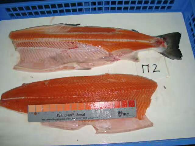 DoubleshellDora's tweet photo. #seafood #sushi SALMO SALAR (ATLANTIC SALMON)
FROZEN SALMON WHOLE GUTTED 5-6 KG, 6-7 KG (PREMIUM) BULK PACKED🍤🍴👏 https://t.co/XioM33OiOk