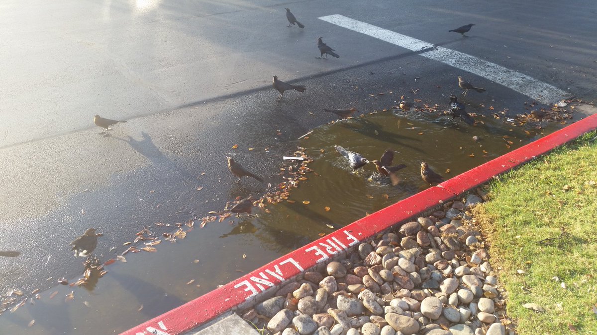 TedManikas's tweet photo. @dallas  @greenvilleave #bird bath in parking lot of Old Town shopping center https://t.co/FdFtiBQhqR