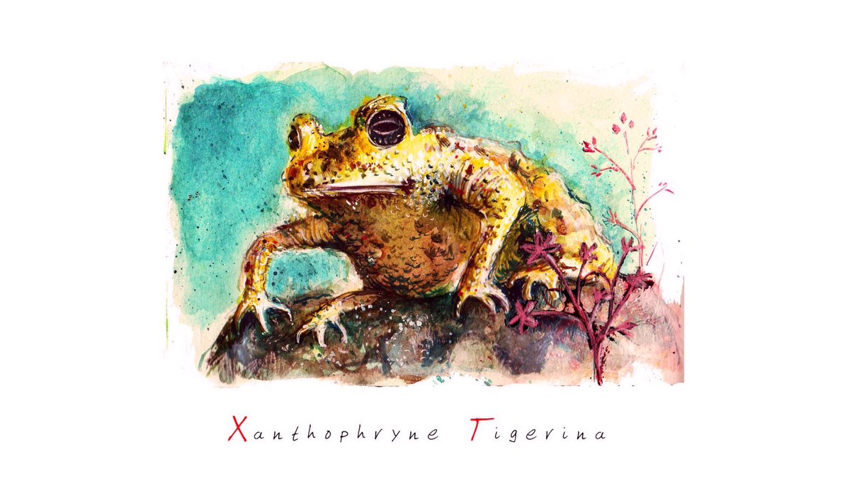 Charliepencils's tweet photo. #XanthophryneTigerina #AnimalAlphabets #ambolitoad #endangeredspecies #illustration https://t.co/xSR5ba9Y3S