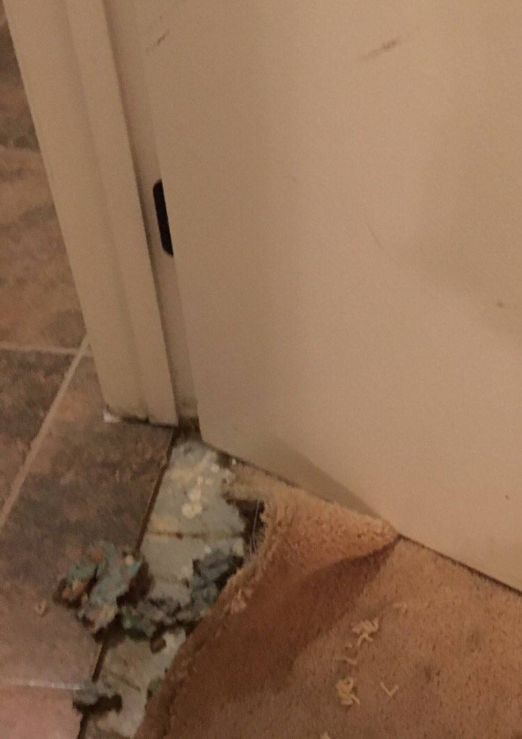 LeRoyTheTornado's tweet photo. Monday Morning Munchies ππͺπΎπΎ #IHateMondays #tornadowithteeth #carpetchowdown #DestroyerIsMyMiddleName #puppies #dogsarefamily #dogsarelove https://t.co/rmzXG04THw