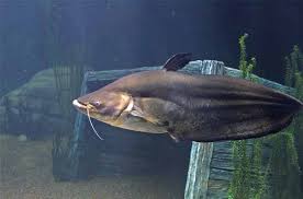 Adm N Perakian On Twitter Ceritarakyatperak Sumpahan Ikan Tapah Https T Co 0ota2cp1fn Twitter