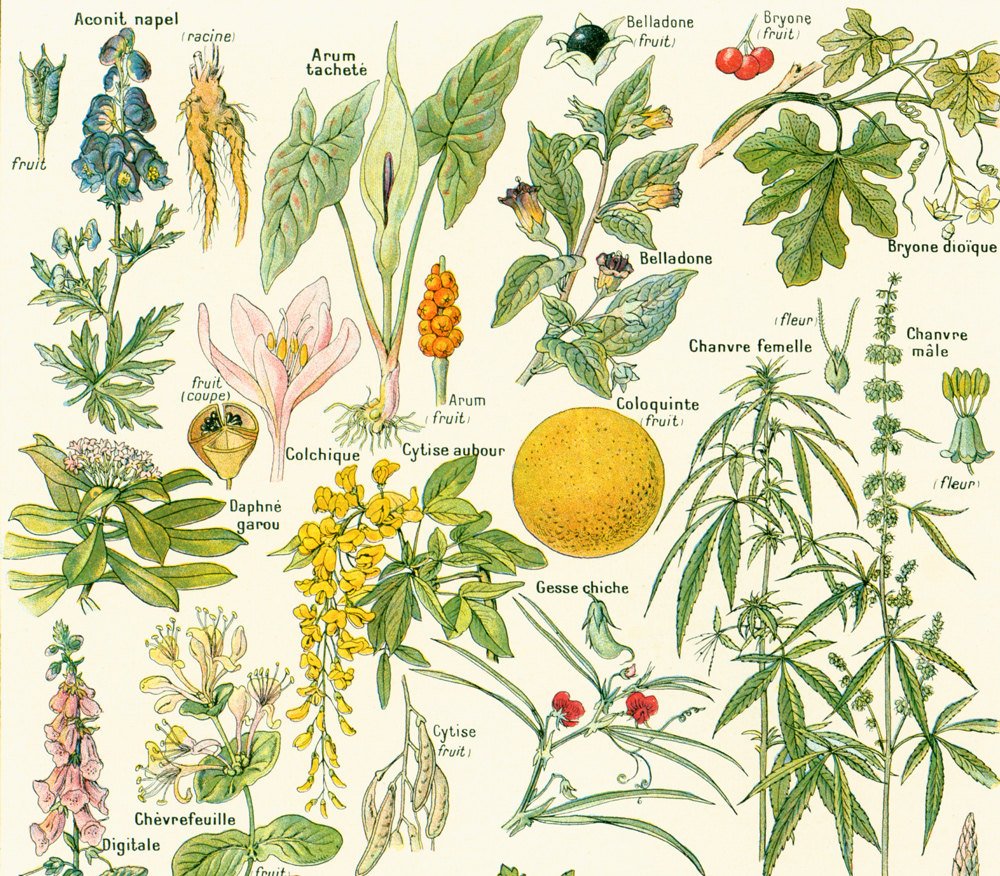 sofrenchvintage's tweet image. 1912 Dangerous plants, Medicinal Plants antique print, C… tuppu.net/cd2477ff #sofrenchvintage #BotanicalWallArt