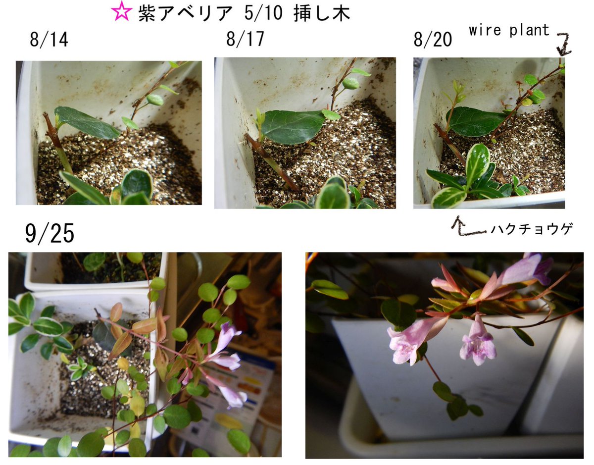 鳴 炭 Twitterren この春挿し木した紫アベリアが先月急に伸び始めて昨日花が咲きました 前回はここで油断して枯らしてしまったので 当分室内か大きい鉢に植ゑるか 同時に挿し木したワイヤープランツの伸びっぷりが凄い ハクチョウゲは一見なんの変化も無し