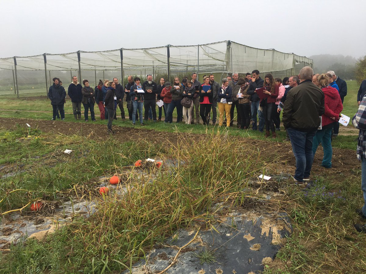 ChambagriBzh's tweet photo. Porte ouverte de la station expé en #maraîchage auj. à #Auray. #conditiontravail #tms #experimentation #legumes https://t.co/sqgvuGlSoL