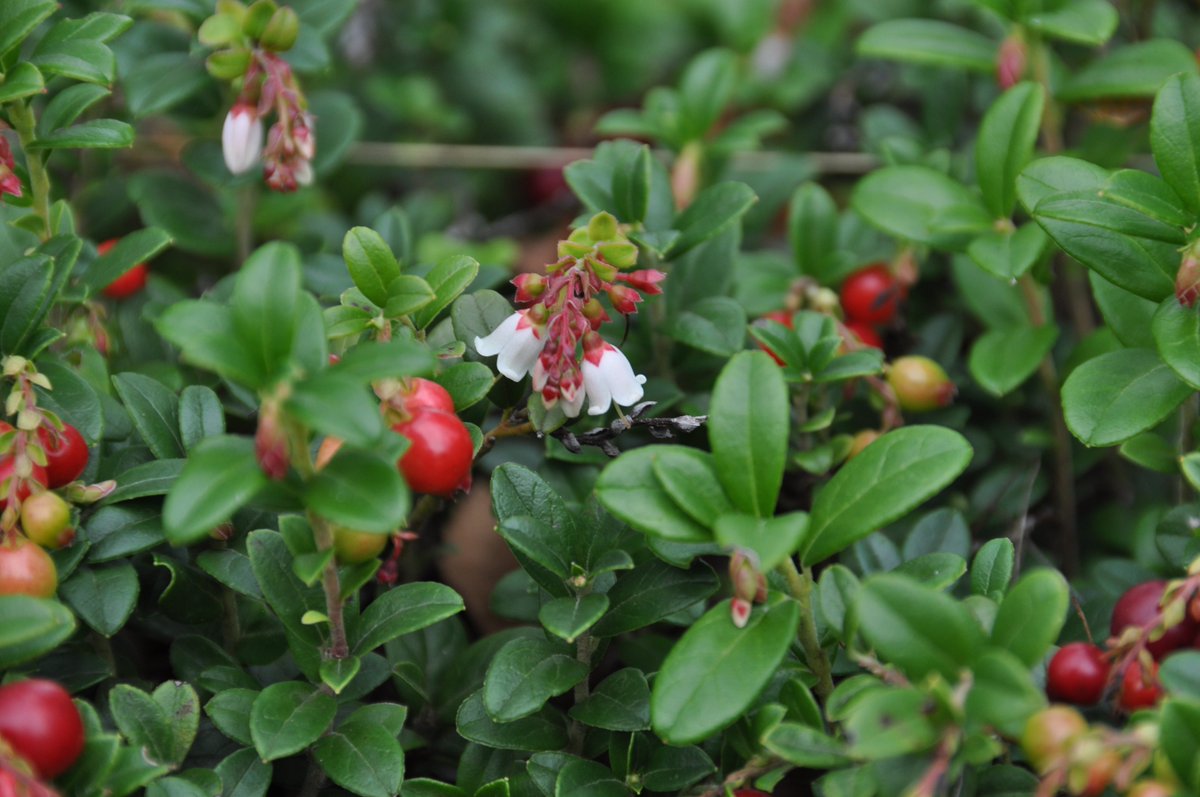 De bessen van de vossenbes op de Sallandse Heuvelrug kleuren het groen steeds meer rood.
Nog steeds met een paar prachtig witte bloemmetjes.