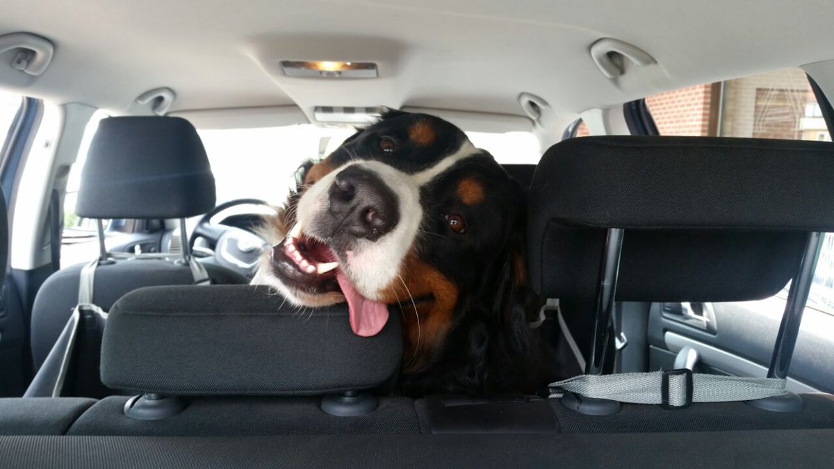 WernerDerBerner's tweet photo. @onlinegott #HundeFuerChrisUndRalle

meet Erwin 😉 https://t.co/1atpG6dwOv