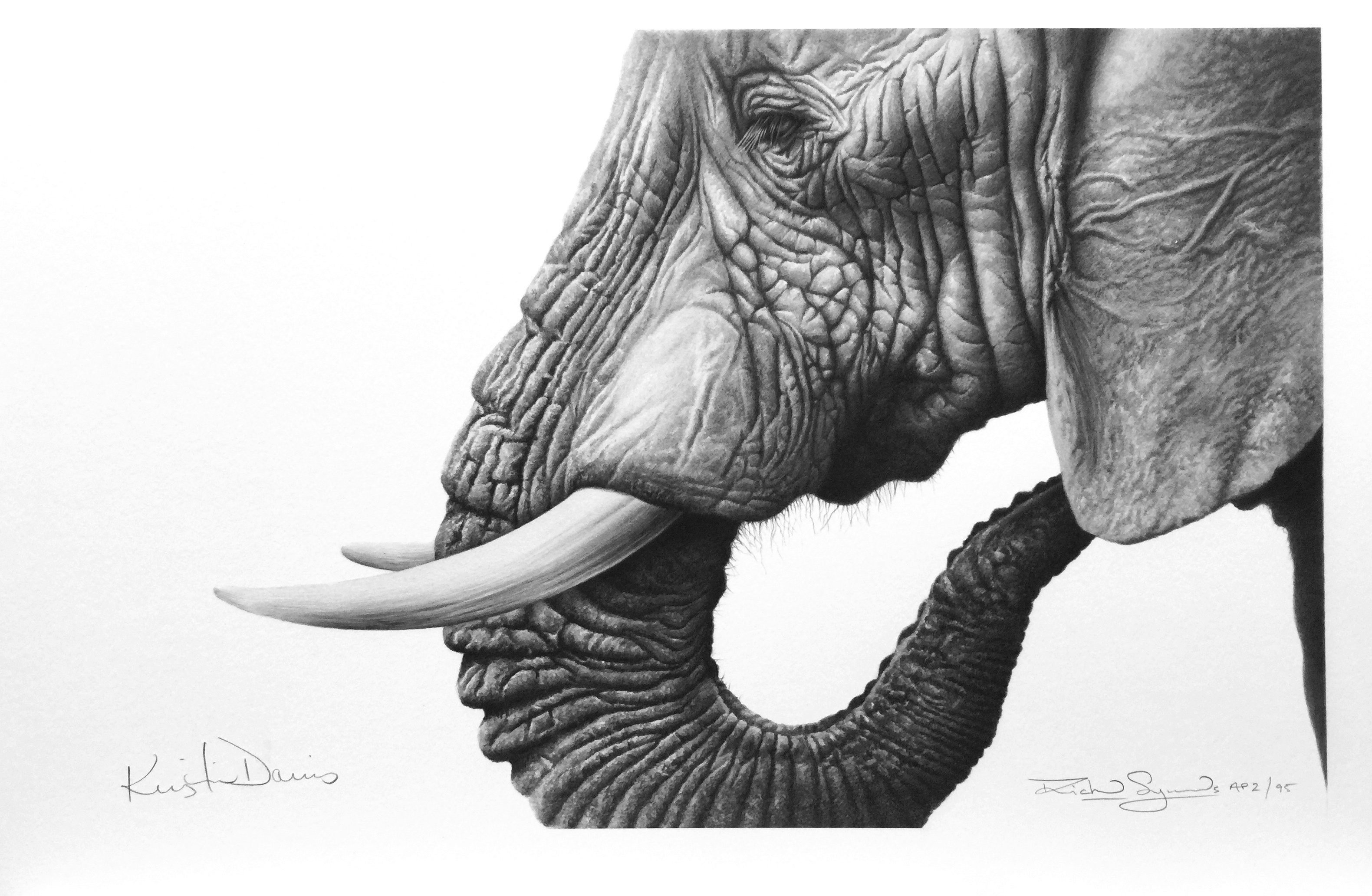 Нарисовать слона реалистично