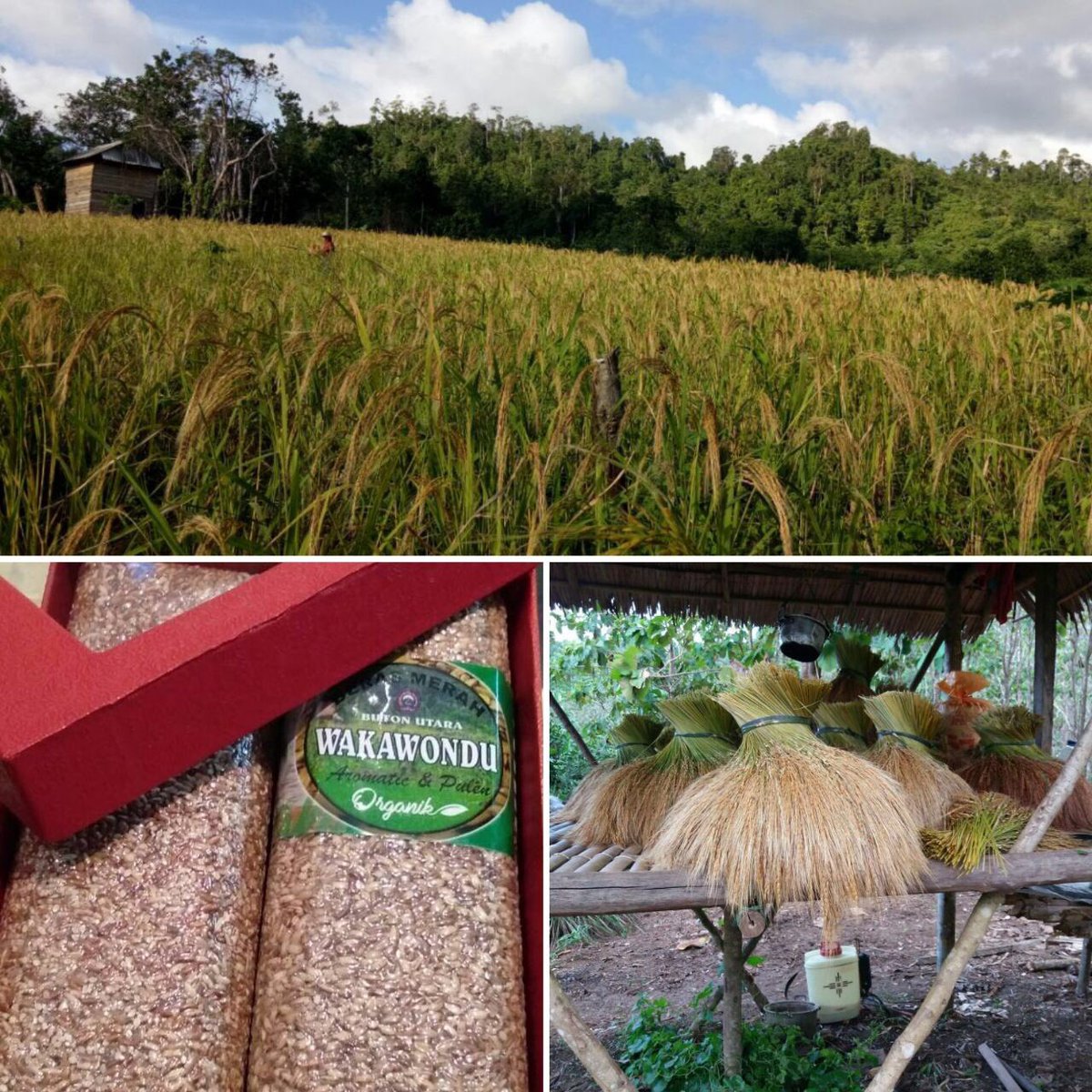 Bupati Buton Utara jadikan pertanian organik sebagai prioritas.
Go Organic
 <a href="/Ditjen_TP_News/">Ditjen_TanamanPangan</a> <a href="/kementan/">Kementerian Pertanian RI</a>