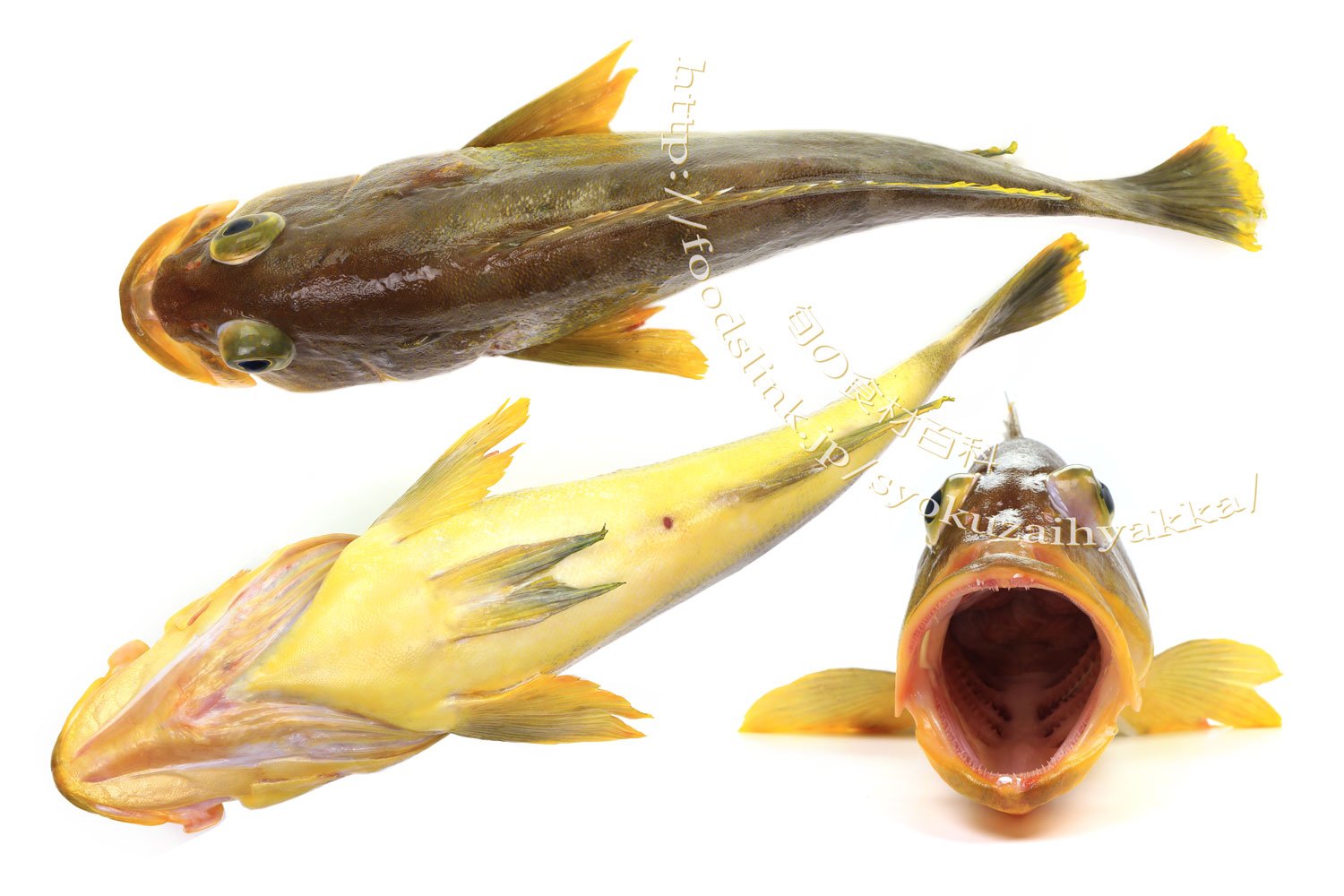 旬の食材百科ーフーズリンク T Co Xhf8ckpgot アオハタ 青羽太 青というより黄色っぽい魚で クエ やキジハタなどと同じマハタの仲間です ３０ ４０ｃｍのものが多く 大きくても６０ｃｍまでとハタの中では小さく価格も安めだが高級魚には違い