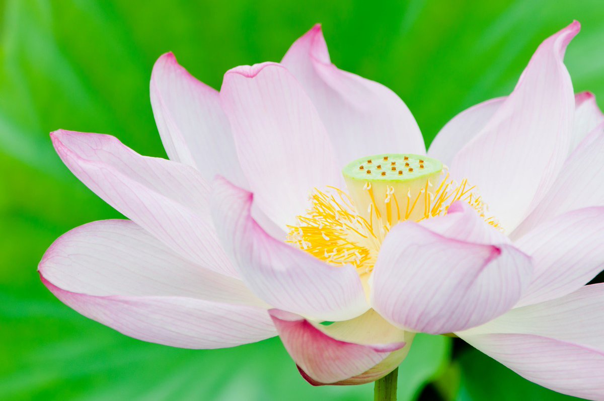 占いニュース 公式 マリーシェル 9月26日 花言葉 ハス 清らかな心 神聖 カキ 自然の美しさ 恵み ベンケイソウ 穏やかな 本日の誕生花のひとつ 蓮の花は水生植物で仏教に関わりが強くお釈迦さまの花でもあるようです 花言葉 9月26日 仏教