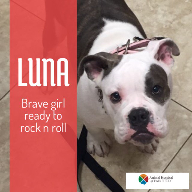AHofFairfield's tweet photo. Luna, an American Bulldog joined us too for a wellcare -checkup@ahof#wellcare#veterinarian#bulldog#dogs#vaccinateyourpets#fairfieldnjvet https://t.co/dGBXnAabb2